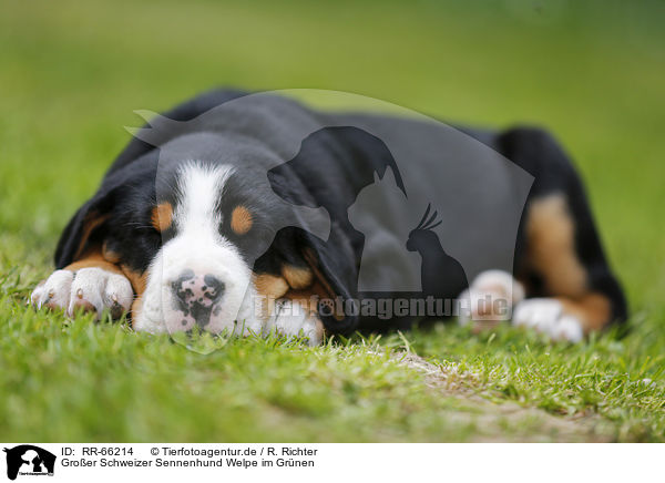 Groer Schweizer Sennenhund Welpe im Grnen / Greater Swiss Mountain Dog Puppy in the countryside / RR-66214