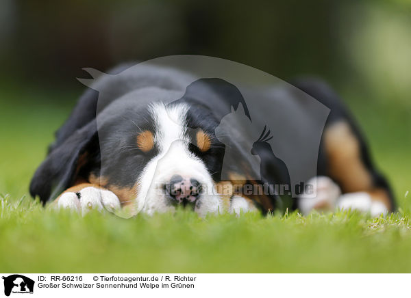 Groer Schweizer Sennenhund Welpe im Grnen / Greater Swiss Mountain Dog Puppy in the countryside / RR-66216