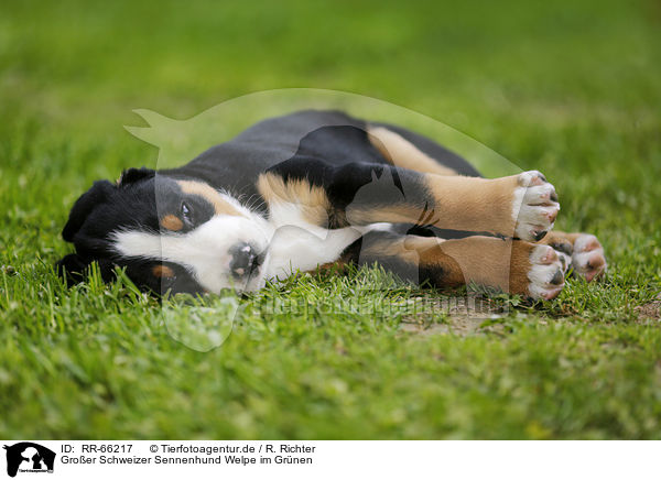 Groer Schweizer Sennenhund Welpe im Grnen / Greater Swiss Mountain Dog Puppy in the countryside / RR-66217