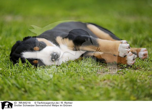 Groer Schweizer Sennenhund Welpe im Grnen / Greater Swiss Mountain Dog Puppy in the countryside / RR-66218