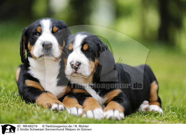 2 Groe Schweizer Sennenhund Welpen im Grnen / 2 Greater Swiss Mountain Dog Puppies in the countryside / RR-66219