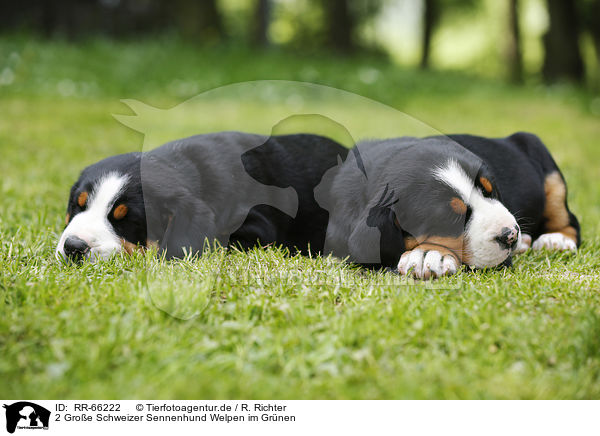 2 Groe Schweizer Sennenhund Welpen im Grnen / 2 Greater Swiss Mountain Dog Puppies in the countryside / RR-66222