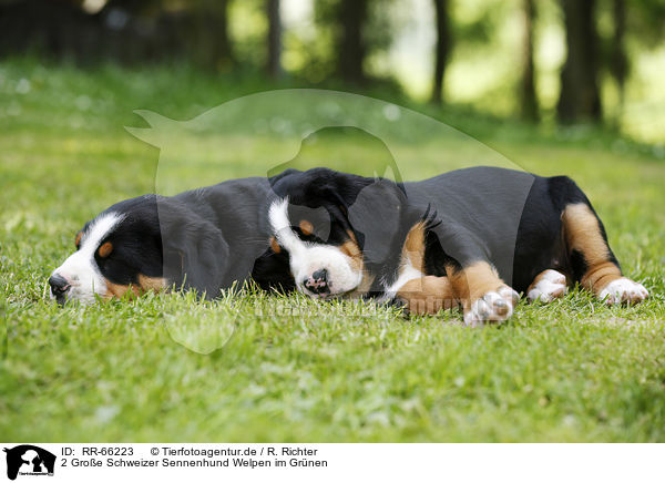 2 Groe Schweizer Sennenhund Welpen im Grnen / 2 Greater Swiss Mountain Dog Puppies in the countryside / RR-66223