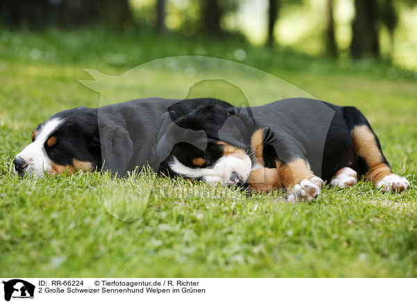 2 Groe Schweizer Sennenhund Welpen im Grnen / 2 Greater Swiss Mountain Dog Puppies in the countryside / RR-66224