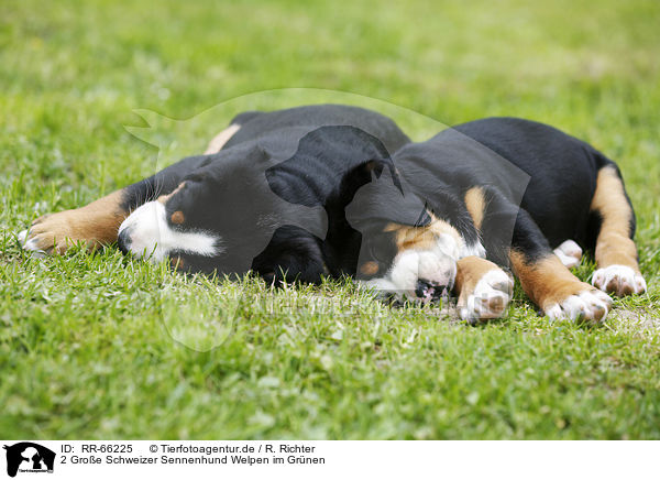 2 Groe Schweizer Sennenhund Welpen im Grnen / 2 Greater Swiss Mountain Dog Puppies in the countryside / RR-66225