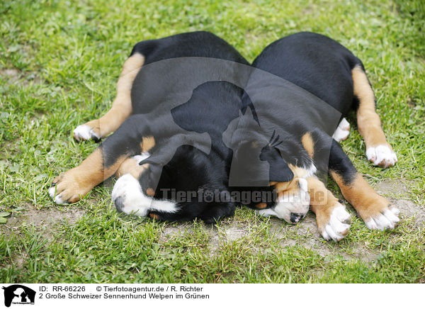 2 Groe Schweizer Sennenhund Welpen im Grnen / 2 Greater Swiss Mountain Dog Puppies in the countryside / RR-66226