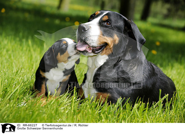 Groe Schweizer Sennenhunde / Greater Swiss Mountain Dogs / RR-66227