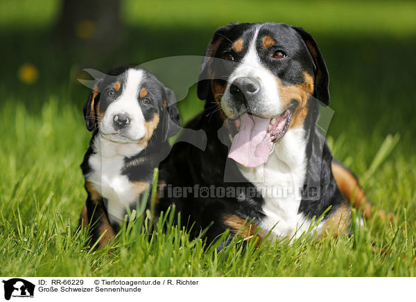 Groe Schweizer Sennenhunde / Greater Swiss Mountain Dogs / RR-66229