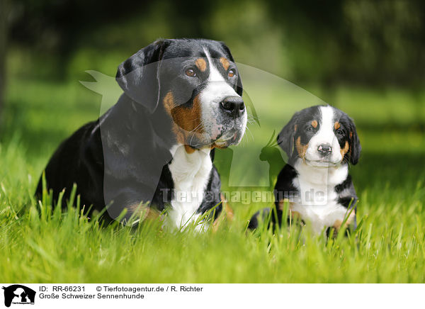 Groe Schweizer Sennenhunde / Greater Swiss Mountain Dogs / RR-66231