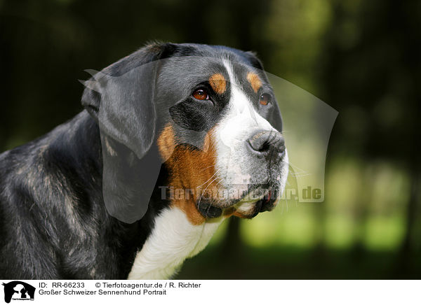 Groer Schweizer Sennenhund Portrait / Greater Swiss Mountain Dog Portrait / RR-66233
