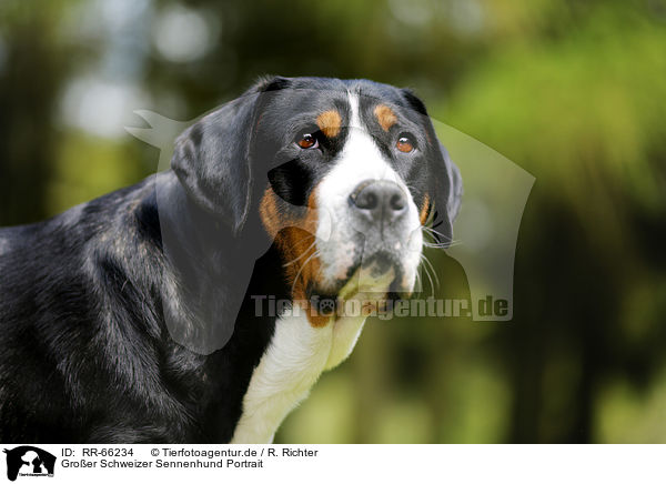Groer Schweizer Sennenhund Portrait / Greater Swiss Mountain Dog Portrait / RR-66234