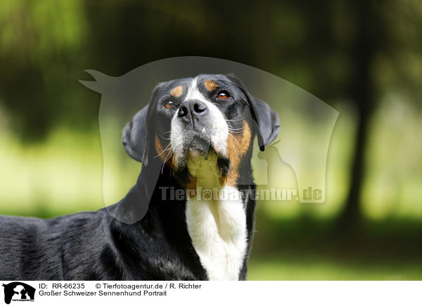 Groer Schweizer Sennenhund Portrait / Greater Swiss Mountain Dog Portrait / RR-66235