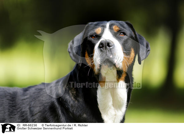 Groer Schweizer Sennenhund Portrait / Greater Swiss Mountain Dog Portrait / RR-66236