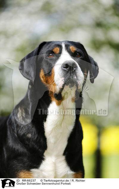 Groer Schweizer Sennenhund Portrait / Greater Swiss Mountain Dog Portrait / RR-66237