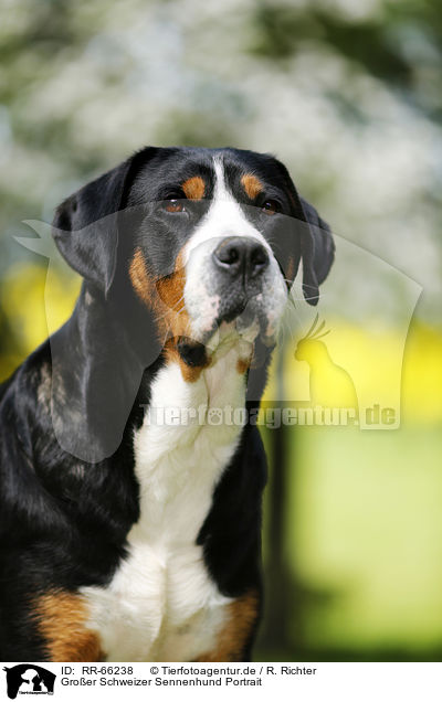 Groer Schweizer Sennenhund Portrait / Greater Swiss Mountain Dog Portrait / RR-66238