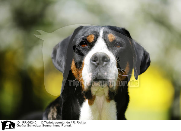 Groer Schweizer Sennenhund Portrait / Greater Swiss Mountain Dog Portrait / RR-66240
