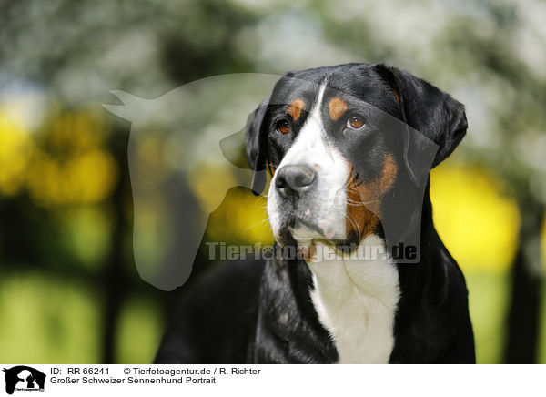 Groer Schweizer Sennenhund Portrait / Greater Swiss Mountain Dog Portrait / RR-66241