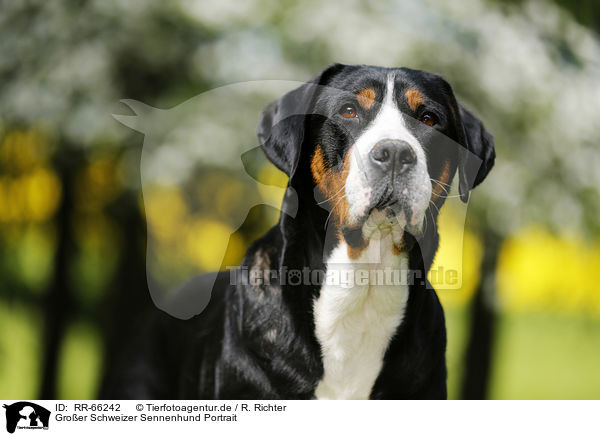 Groer Schweizer Sennenhund Portrait / Greater Swiss Mountain Dog Portrait / RR-66242