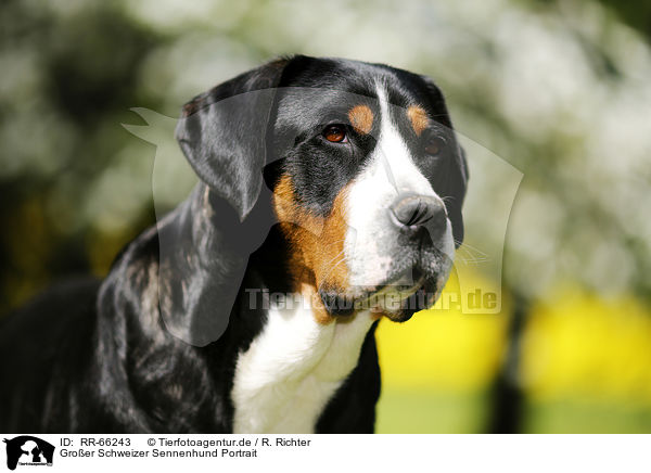 Groer Schweizer Sennenhund Portrait / Greater Swiss Mountain Dog Portrait / RR-66243