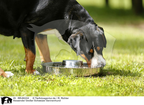 fressender Groer Schweizer Sennenhund / eating Greater Swiss Mountain Dog / RR-66244