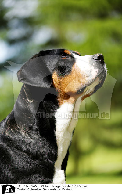 Groer Schweizer Sennenhund Portrait / Greater Swiss Mountain Dog Portrait / RR-66245