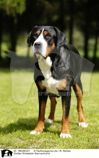 Groer Schweizer Sennenhund / Greater Swiss Mountain Dog / RR-66247