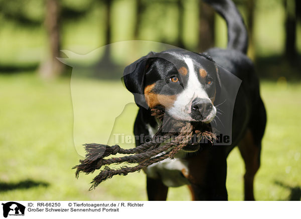 Groer Schweizer Sennenhund Portrait / Greater Swiss Mountain Dog Portrait / RR-66250