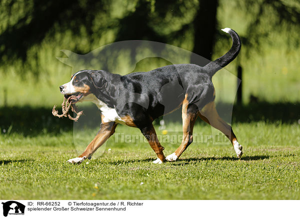 spielender Groer Schweizer Sennenhund / playing Greater Swiss Mountain Dog / RR-66252