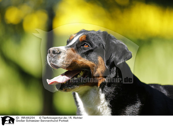 Groer Schweizer Sennenhund Portrait / Greater Swiss Mountain Dog Portrait / RR-66254