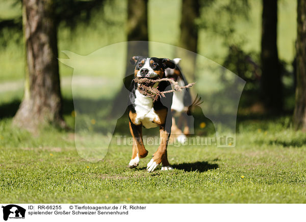 spielender Groer Schweizer Sennenhund / playing Greater Swiss Mountain Dog / RR-66255