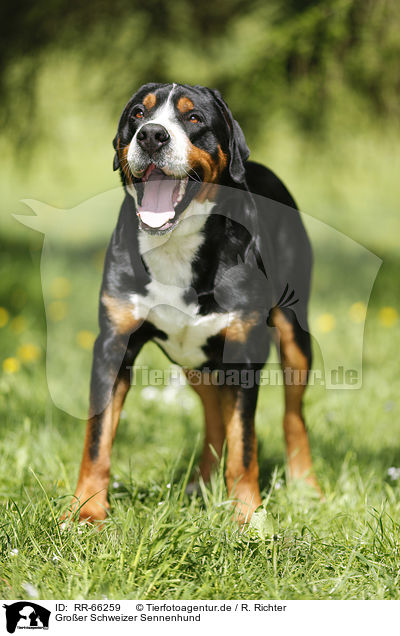 Groer Schweizer Sennenhund / Greater Swiss Mountain Dog / RR-66259