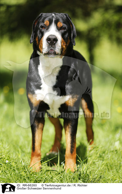 Groer Schweizer Sennenhund / Greater Swiss Mountain Dog / RR-66260