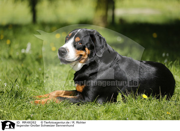 liegender Groer Schweizer Sennenhund / lying Greater Swiss Mountain Dog / RR-66262