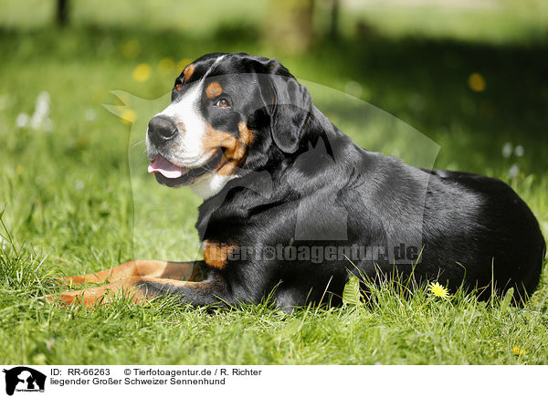 liegender Groer Schweizer Sennenhund / lying Greater Swiss Mountain Dog / RR-66263