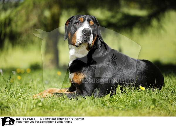 liegender Groer Schweizer Sennenhund / lying Greater Swiss Mountain Dog / RR-66265