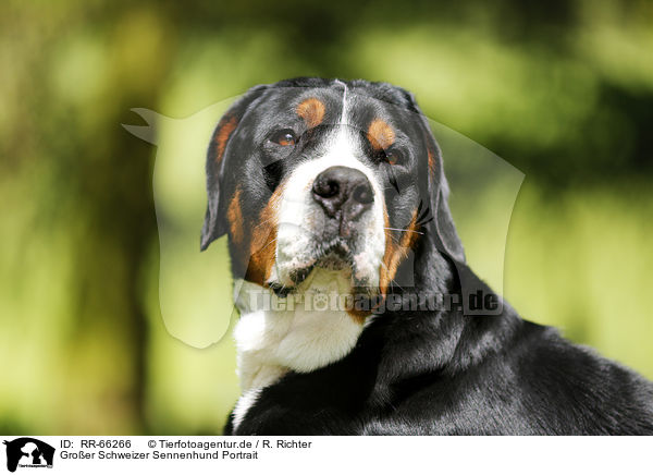 Groer Schweizer Sennenhund Portrait / Greater Swiss Mountain Dog Portrait / RR-66266