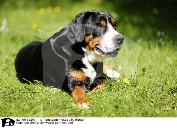 liegender Groer Schweizer Sennenhund / lying Greater Swiss Mountain Dog / RR-66267