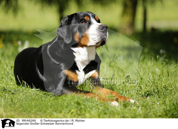 liegender Groer Schweizer Sennenhund / lying Greater Swiss Mountain Dog / RR-66268