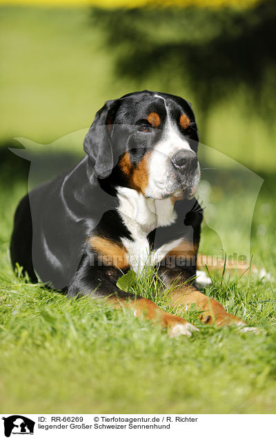 liegender Groer Schweizer Sennenhund / lying Greater Swiss Mountain Dog / RR-66269