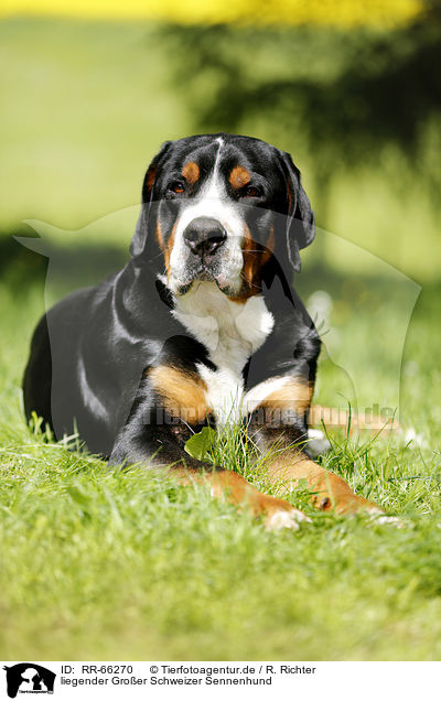 liegender Groer Schweizer Sennenhund / lying Greater Swiss Mountain Dog / RR-66270