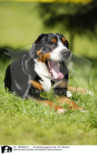 ghnender Groer Schweizer Sennenhund / yawning Greater Swiss Mountain Dog / RR-66271