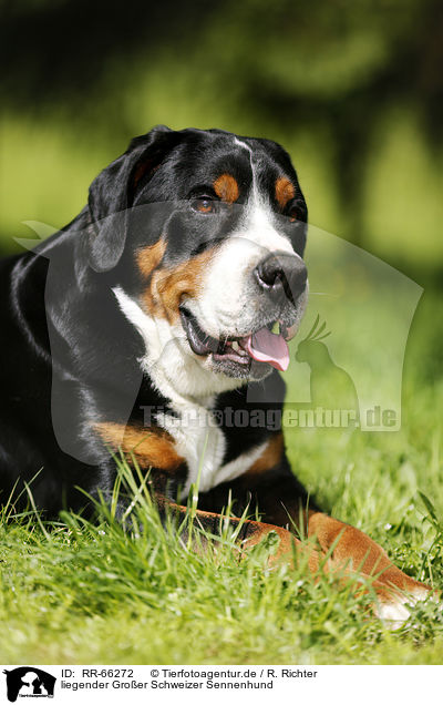 liegender Groer Schweizer Sennenhund / lying Greater Swiss Mountain Dog / RR-66272