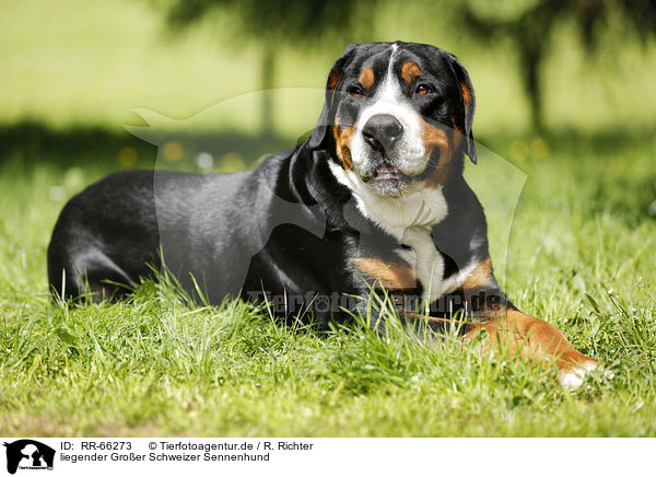 liegender Groer Schweizer Sennenhund / lying Greater Swiss Mountain Dog / RR-66273