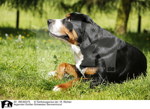liegender Groer Schweizer Sennenhund / lying Greater Swiss Mountain Dog / RR-66275