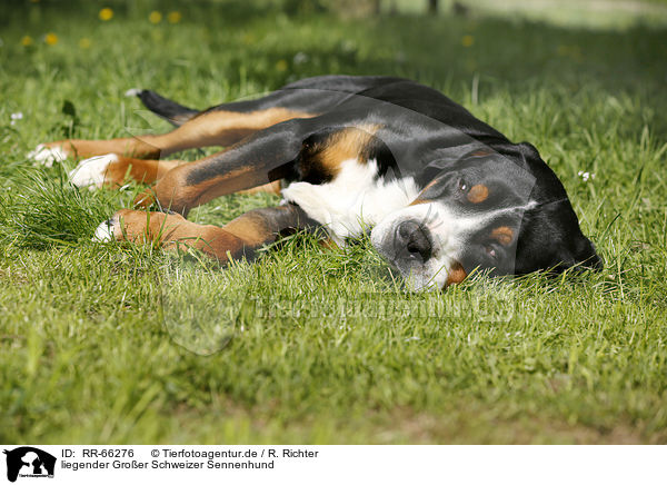 liegender Groer Schweizer Sennenhund / lying Greater Swiss Mountain Dog / RR-66276