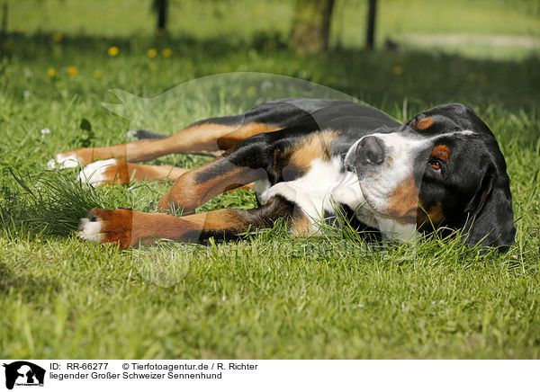 liegender Groer Schweizer Sennenhund / lying Greater Swiss Mountain Dog / RR-66277