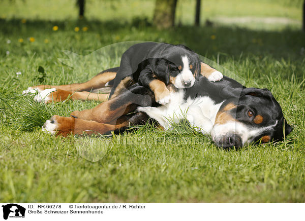 Groe Schweizer Sennenhunde / Greater Swiss Mountain Dogs / RR-66278