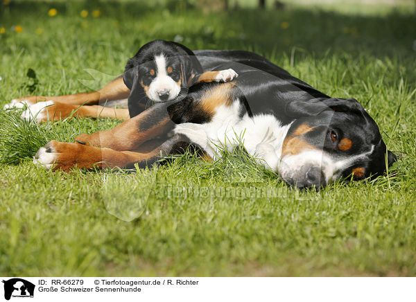 Groe Schweizer Sennenhunde / Greater Swiss Mountain Dogs / RR-66279