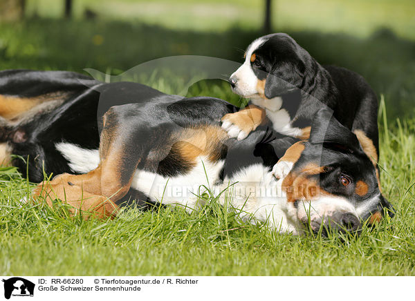 Groe Schweizer Sennenhunde / Greater Swiss Mountain Dogs / RR-66280
