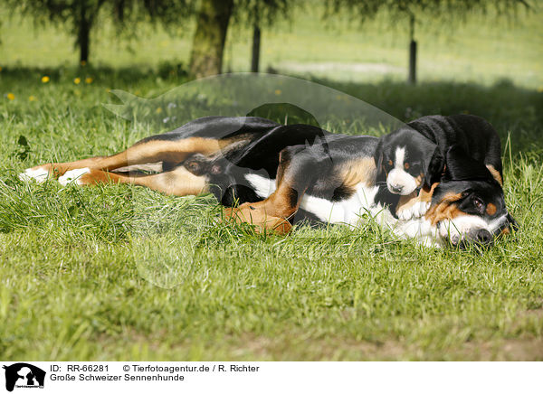 Groe Schweizer Sennenhunde / Greater Swiss Mountain Dogs / RR-66281